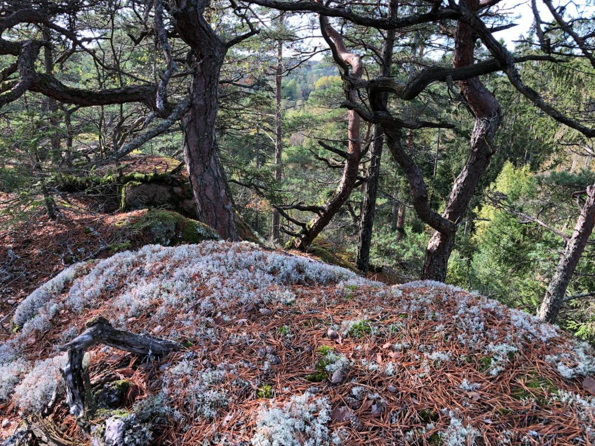 Mysig Och Modern Stuga Pa Snoegard, Naera Havet Och Naturen Lur  エクステリア 写真