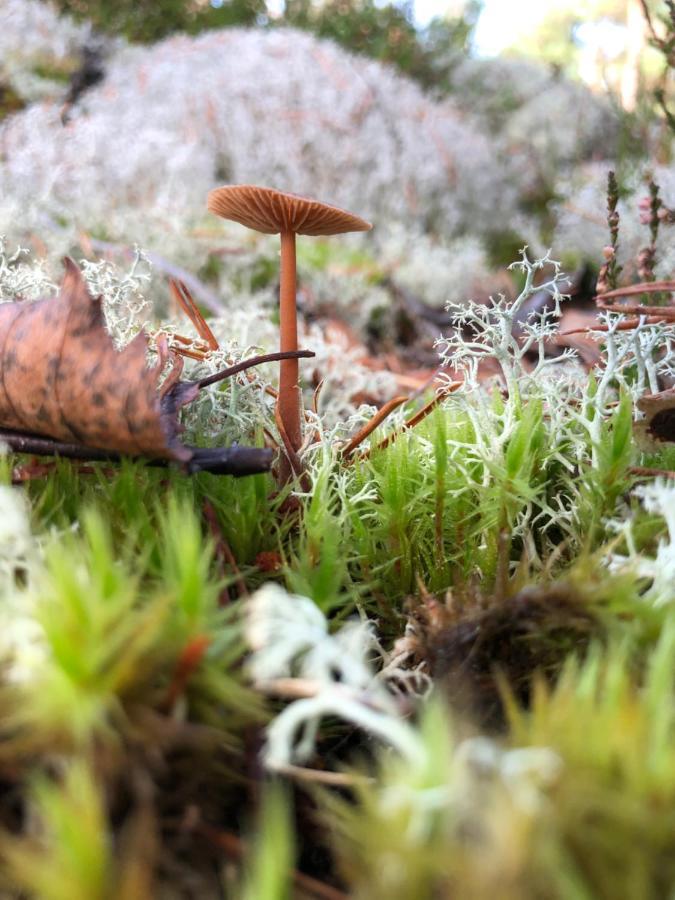 Mysig Och Modern Stuga Pa Snoegard, Naera Havet Och Naturen Lur  エクステリア 写真